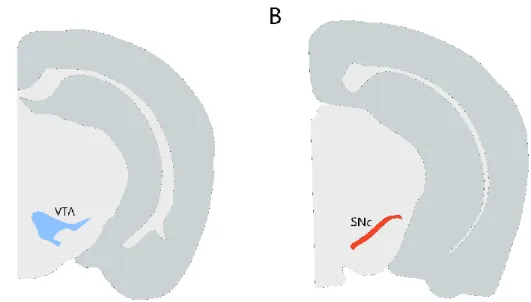 Figure 3.2 Representation of Ventral Tegmental Area (VTA) and Substantia Nigra pars compacta (SNc)  structures in the mouse brain atlas