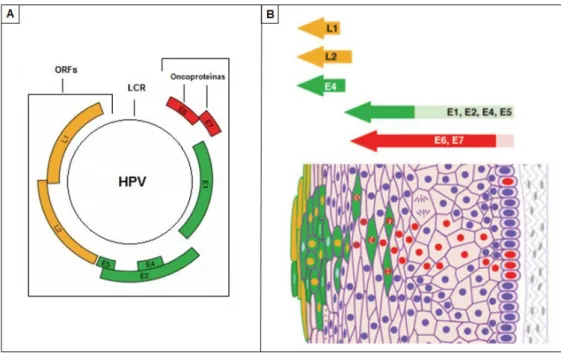 Figura  1:  A)  Genoma  do  HPV;  B)  Progressão  viral  no  tecido  epitelial  escamoso  e  a  expressão  das  proteínas  iniciais  (E)  e  tardias  (L)  do  HPV