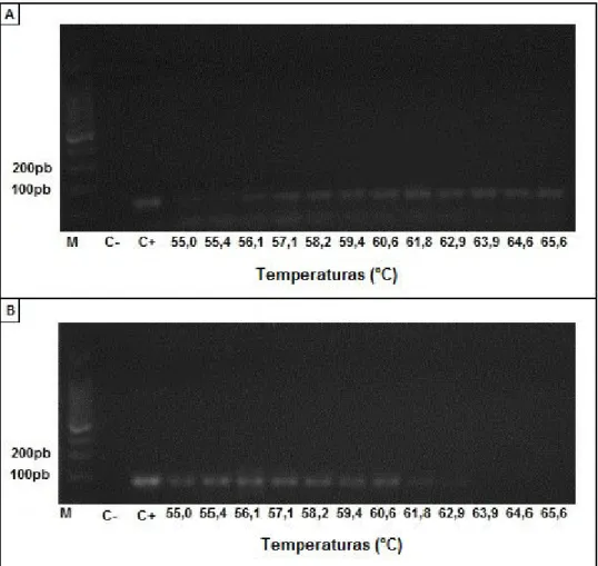 Figura 5: Determinação da temperatura de anelamento para amplificação por PCR na avaliação do polimorfismo  R72P do gene TP53