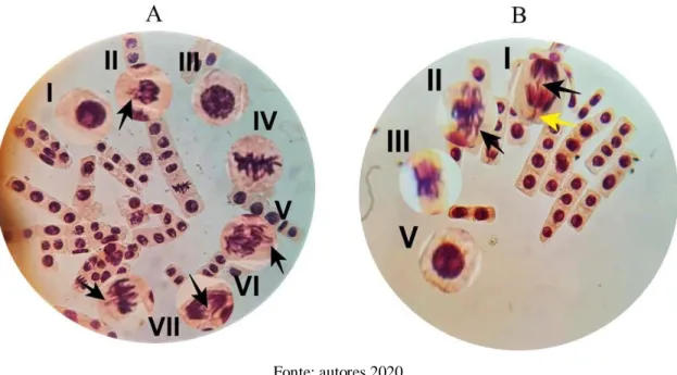 Figura 4. Fotomicrográfica das radículas do Allium cepa em solução de nHAp a 150g/mL