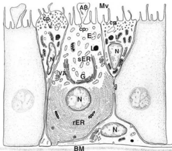 Figura  4  -   Desenho   esquemático   de   um   epidídimo.   Do   lado   esquerdo   é   apresentado   um   corte transversal de um tubo de epidídimo, com células principais formando a maior parte do seu epitélio