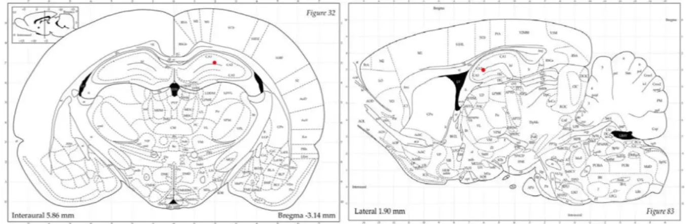 Figura 2: Área alvejada na cirurgia estereotáxica. O ponto em vermelho indica com precisão o local do hipocampo onde  foi inoculado o agregado de Aβ1-42 durante a cirurgia estereotáxica