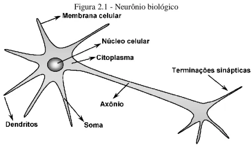 Figura 2.1 - Neurônio biológico  