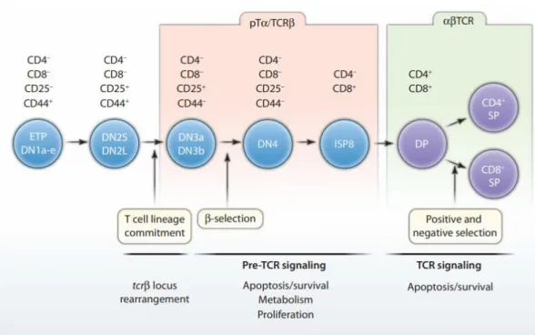 Figure 1 - Development of thymic T cells. Immature T cells go through several double-negative (DP) steps  until they reach mature T cells (SP) and are ready to circulate in the periphery