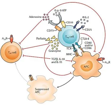 Figure  2  -  Variable  pathways  of  Tregs  cell-mediated  immunosuppression.  Treg  cells  produce  immunosuppressive  cytokines  such  as  IL  10,  IL-35,  and  TGF-B,  which  can  decrease the activity of APCs and Teff cells, and release granzymes and 