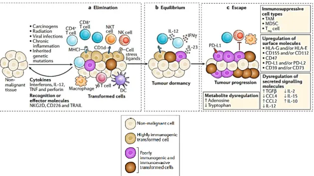 Figure  3  -  Cancer  immunoediting  has  three  steps:  elimination,  balance,  and  escape