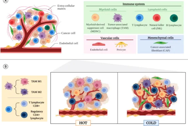 Figure 4 - The tumor microenvironment is composed of cancerous and non-cancerous cells