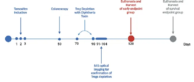 Figure 7 - Scheme of tumor induction procedure by tamoxifen for 3 consecutive days, Tregs depletion by  DT on days 70 and 90 after inductions
