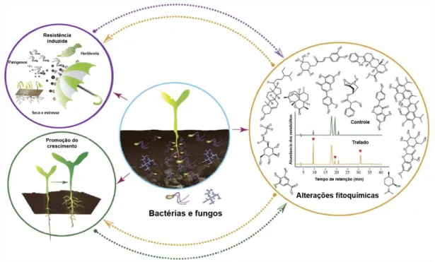 Figura 5. Alteração das vias biossintéticas de espécies vegetais relacionada às interações ecológicas