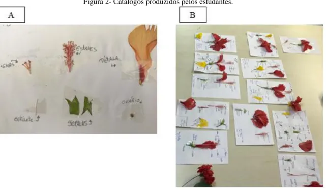 Figura 2- Catálogos produzidos pelos estudantes. 