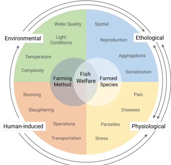 Figure 2. Representation of the links between different ethological, physiological, environmental and  human-induced challenges that fish are exposed to throughout their lives under farming conditions