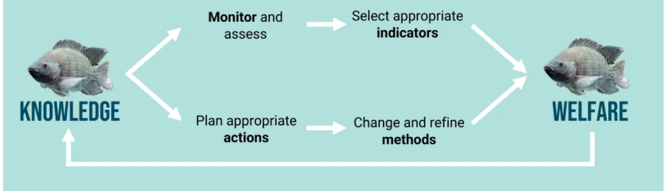 Figure  3  –Proposed  framework  to  translate  knowledge  into  practice  in  fish  welfare