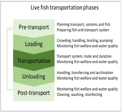 Figure  5-  Transport  phases,  welfare  issues  and  mitigation  measures.  Adapted  from  Saraiva  et  al
