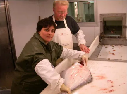 Figure 14- Retrieving parasites from a small halibut on board the  RV “Jan Mayen”. I. Afonso-Dias (front) and K