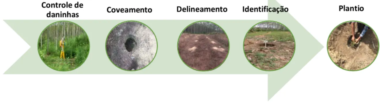 Figura 2. Etapas do plantio experimental nos cinco tratamentos realizados em Ipixuna do Pará