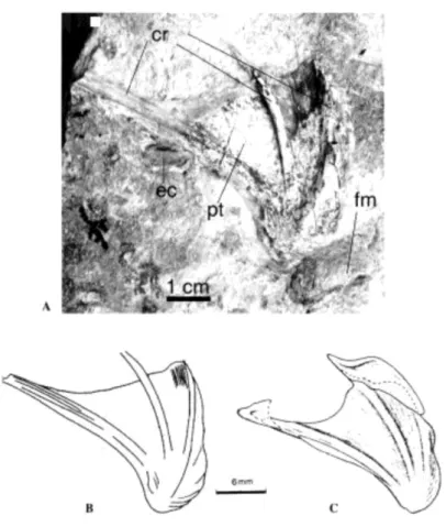 Figo 3. Pterigóides de Actinistia. A. pterigóide en vista lateral; B. un esquema de A; C