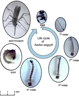 Figura 1  –  Estágios de desenvolvimento do Aedes aegypti. A duração do tempo em cada fase de  desenvolvimento desde o amadurecimento do ovo, passando pelos 4 estágios de fase larval, pupa e  adulto,  podem  variar  dependendo  de  interferência  de  fator