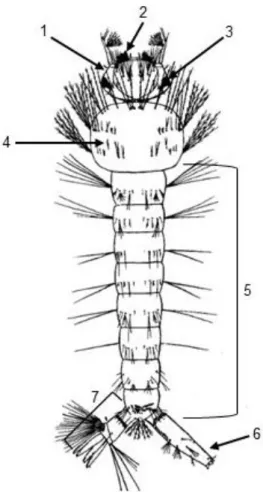 Figura  2  –   Larva  de  Aedes  aegypti.  A  larva  possui  uma (1)  cabeça;  (2)  escova  oral;  (3)  olhos;  (4)  tórax;  (5)  abdômen  compreende a  maior  parte  do  corpo  da  larva;  (6)  sifão  de respiração;  (7)  região  anal
