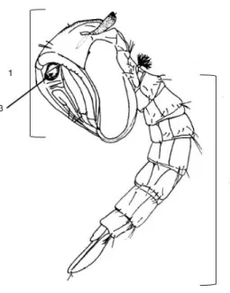 Figura  3  –   Pupa  de  Aedes  aegypti.  As  pupas  apresentam  corpo  dividido  em:  1:  Cefalotórax;  (2)  abdômen e olhos compostos (3)