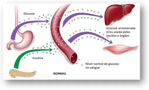 Figura 3:Mecanismo da glicose/insulina em indivíduo normal. 
