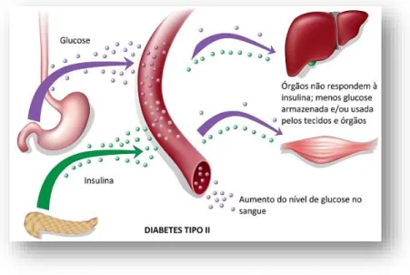 Figura 5: Mecanismo da glicose/insulina em paciente com diabetes mellitus tipo 2. 