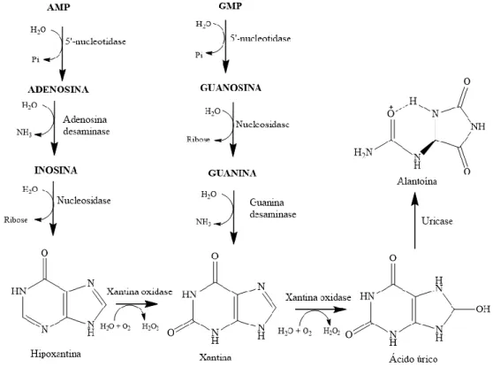 Figura 4: Via metabólica das purinas originando ácido úrico .   Fonte: LEHNINGER, NELSON e COX, 2008