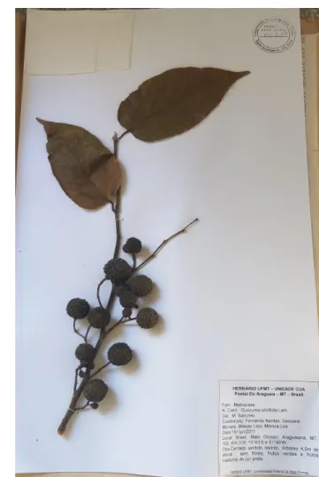 Figura 5: A e B - Exsicatas das folhas, flores e frutos de Guazuma ulmifolia Lam. depositadas  no Herbário da UFMT