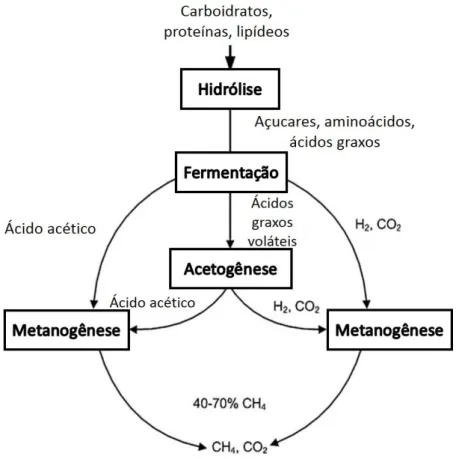 Figura 5. Fluxograma do processo de degradação anaeróbia da matéria orgânica.