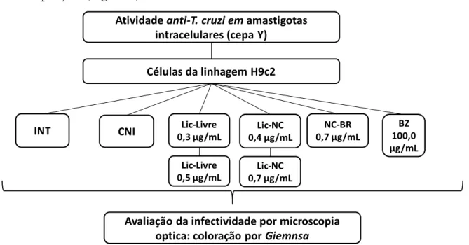 Figura  5  -  Delineamento  experimental  da  atividade  anti-Trypanosoma  cruzi  da  lactona  sesquiterpênica  licnofolida e LIC-NC sobre amastigotas intracelulares em células da linhagem H9c2