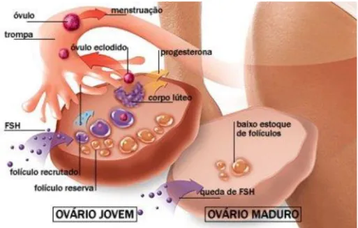 Figura 2. Declínio funcional ovariano 