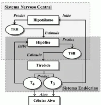 Figura 6. Sistema de regulação dos hormonios tireoidianos 
