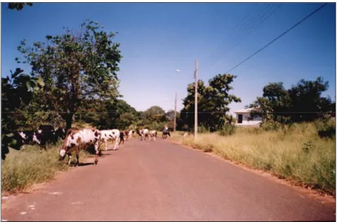 Figura 1 - Gado bovino em áreas vazias do Bairro Karaiba, Uberlândia.  