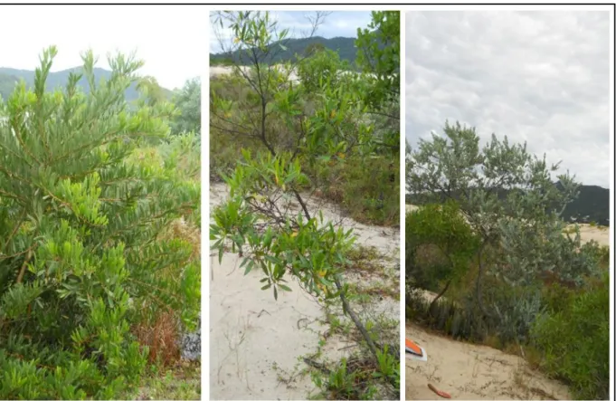 Figura 8:  Acácias Australianas invasoras (A. longifolia e A. podariilyfolia) e uma espécie nativa de  ambiente de Restinga (Dodonaea viscosa), nos sistemas dunares do Sul do Brasil