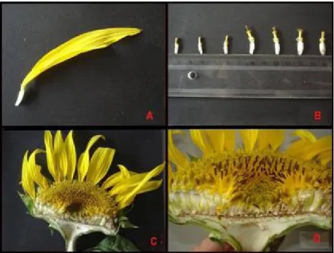 Figura 2: Partes florais do girassol (Helianthus annuus) coletado na primavera de 2007 aos 60 DAS