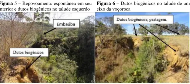 Figura 5 – Repovoamento espontâneo em seu  interior e dutos biogênicos no talude esquerdo 