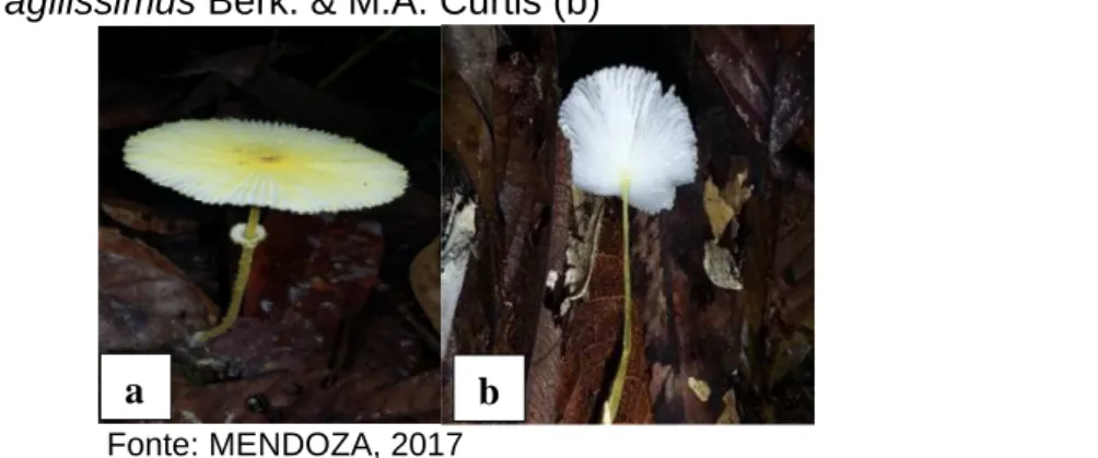 Figura  4:  Leucocoprinus  fragilissimus  Berk.  &amp;  M.A.  Curtis  (a),  lamelas  de  Leucocoprinus fragilissimus Berk