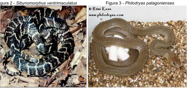 Figura 2 - Sibynomorphus ventrimaculatus Figura 3 - Philodryas patagonienses