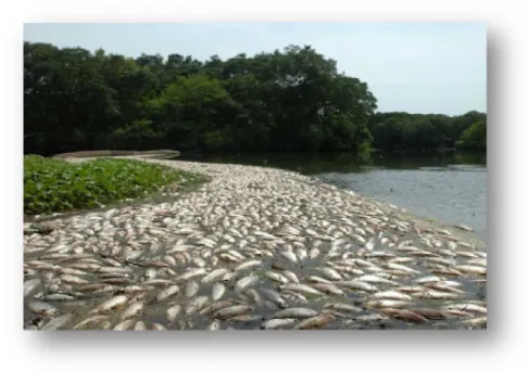 Figura 1- Mortandade de peixes no Rio dos Sinos em 11 de setembro de 2010.