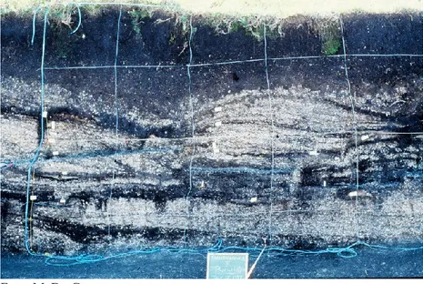 Figura  2–  Seção  da  parede  do  sambaqui  Jabuticabeira  II  onde  é  possível  observar  o  contraste entre as camadas claras e escuras, além de uma estrutura monticular