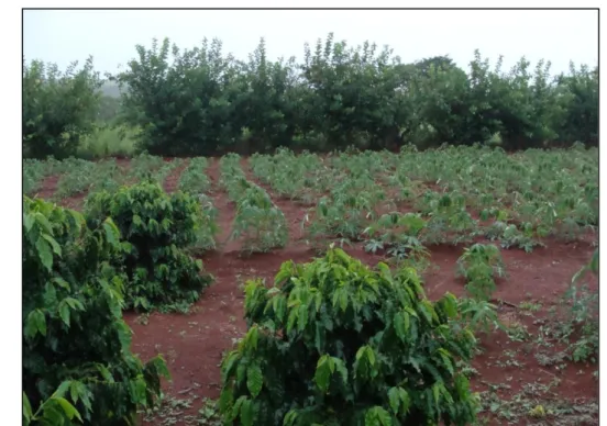 Foto  1:  Mudas  de  café  fornecidas  pela  Rede  Terra  e  plantação  de  mandioca,   resultado  do      próprio  trabalho  camponês,  ao  fundo  cerca  viva,  também  utilizada  como barra vento