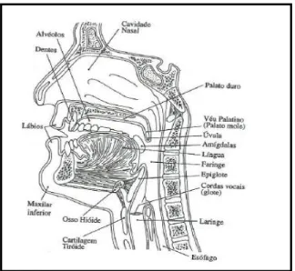 Fig. 1: Órgãos articuladores que constituem o aparelho fonador humano (Faria et al., 1996: 136)  
