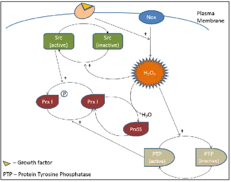 Figure 2  Model of hydrogen peroxide accumulation near the plasma membrane adapted from Woo et al.20 Growth factors induce  H2O2 production by Nox enzymes