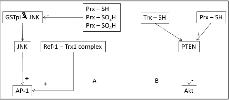 Figure  3  We  present  two  schemes  to  show  how  the  same  protein  interacts  with  Prx  and  Trx  A)  Redox  regulation  of  AP-1  transcriptional activity