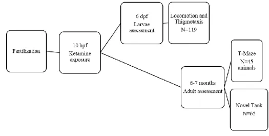 Figure 1. Diagram of the experimental design of the study 