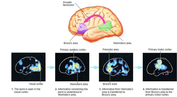 Figure 1 - Description of the cortical activities during speech (Seeley, et al., 2008) 