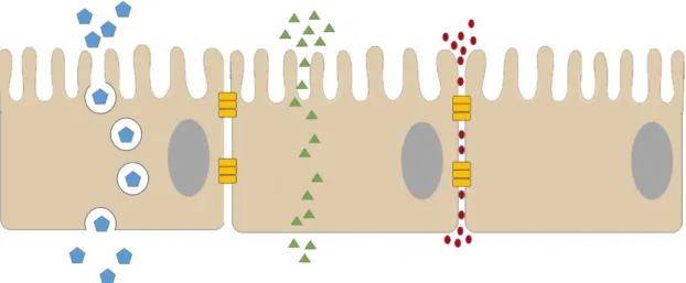 Figura 1:  Esquema do transporte de moléculas por transcitose (azul), difusão passiva (verde) e paracelular (vermelho) no epitélio  intestinal.