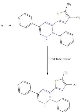 Figura 10 : Esquema representativo das camadas  presentes no intestino delgado. Adaptado de  Cook 