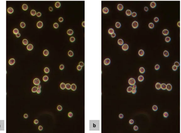 Figure 4.8. Processing an image of  S. cerevisiae  cells by a pipeline constituted by an auto threshold; followed by an  analysis of particles larger than 200 pixels and circularity between 0 and 1; finished by the  Drawing Outlines  process