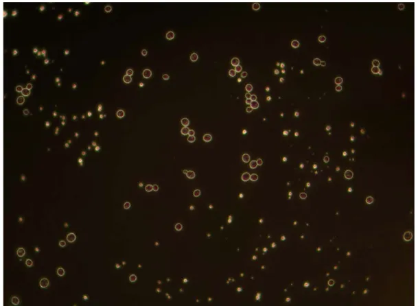 Figure 4.9. Image used for the methodology optimization experiments. It is a microscopic image of a culture of  S