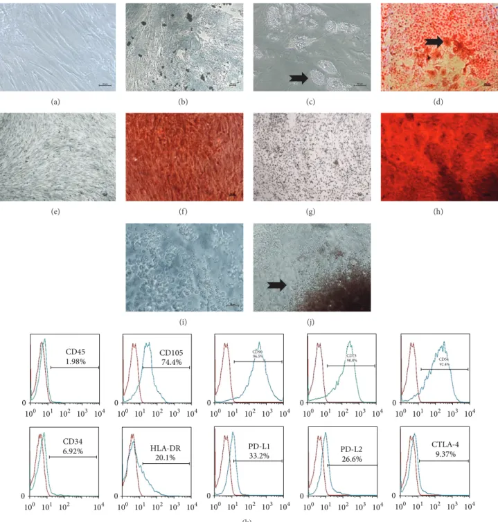Figure 1: Characterization of bone marrow-derived mesenchymal stem cells and polyp-derived cells